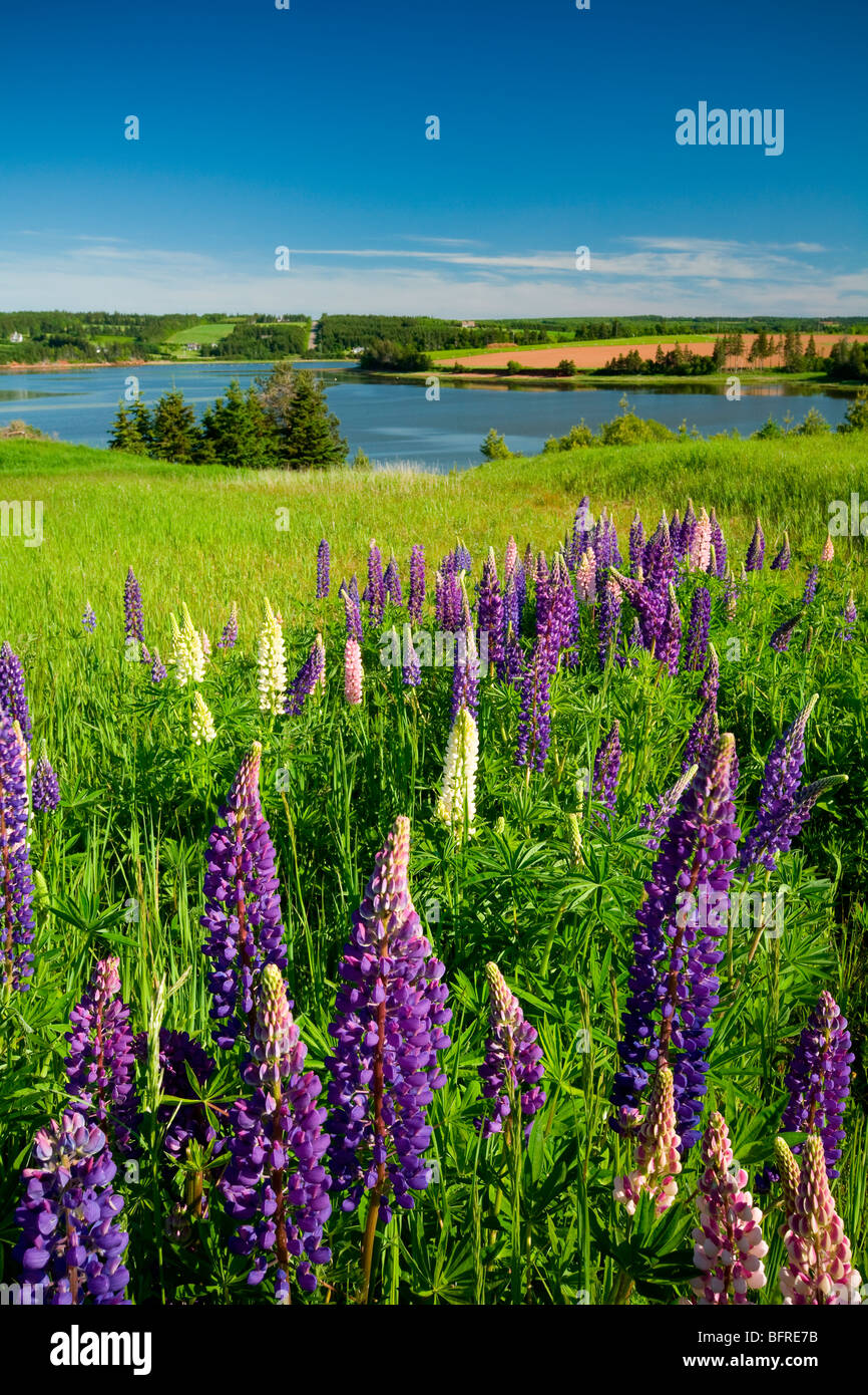 Lupins, Stanley Bridge, Prince Edward Island, Canada Banque D'Images