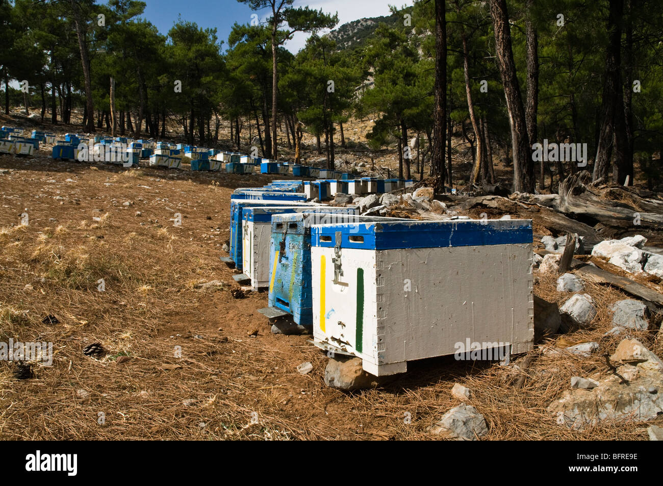 dh AGRICULTURE GRÈCE CRÈTE ruches en bois campagne de montagne crétoise Selakano ruches boîtes à miel ruches forêt Banque D'Images