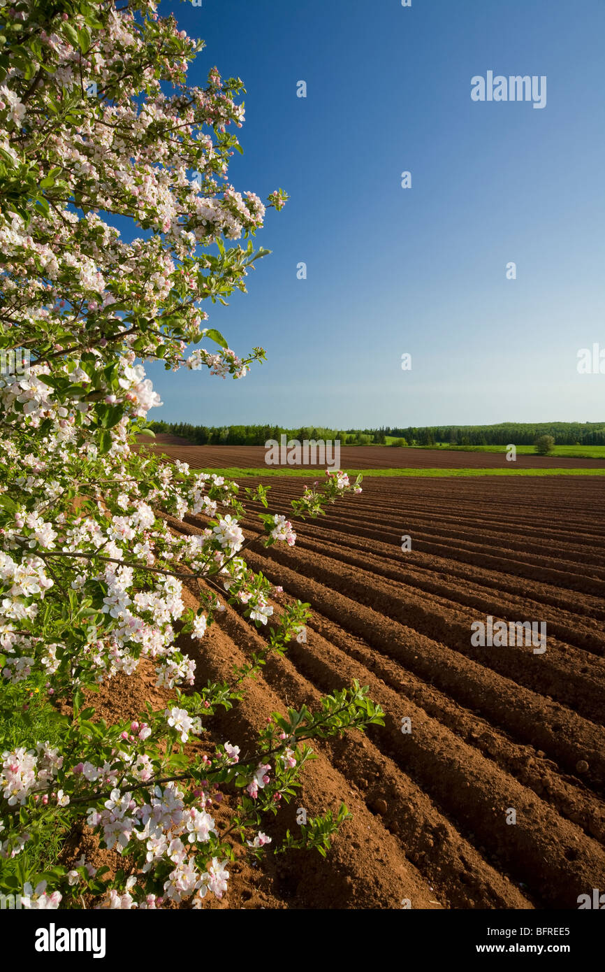 Apple Blossoms et champ de pommes de terre, Westmoreland, Prince Edward Island Banque D'Images