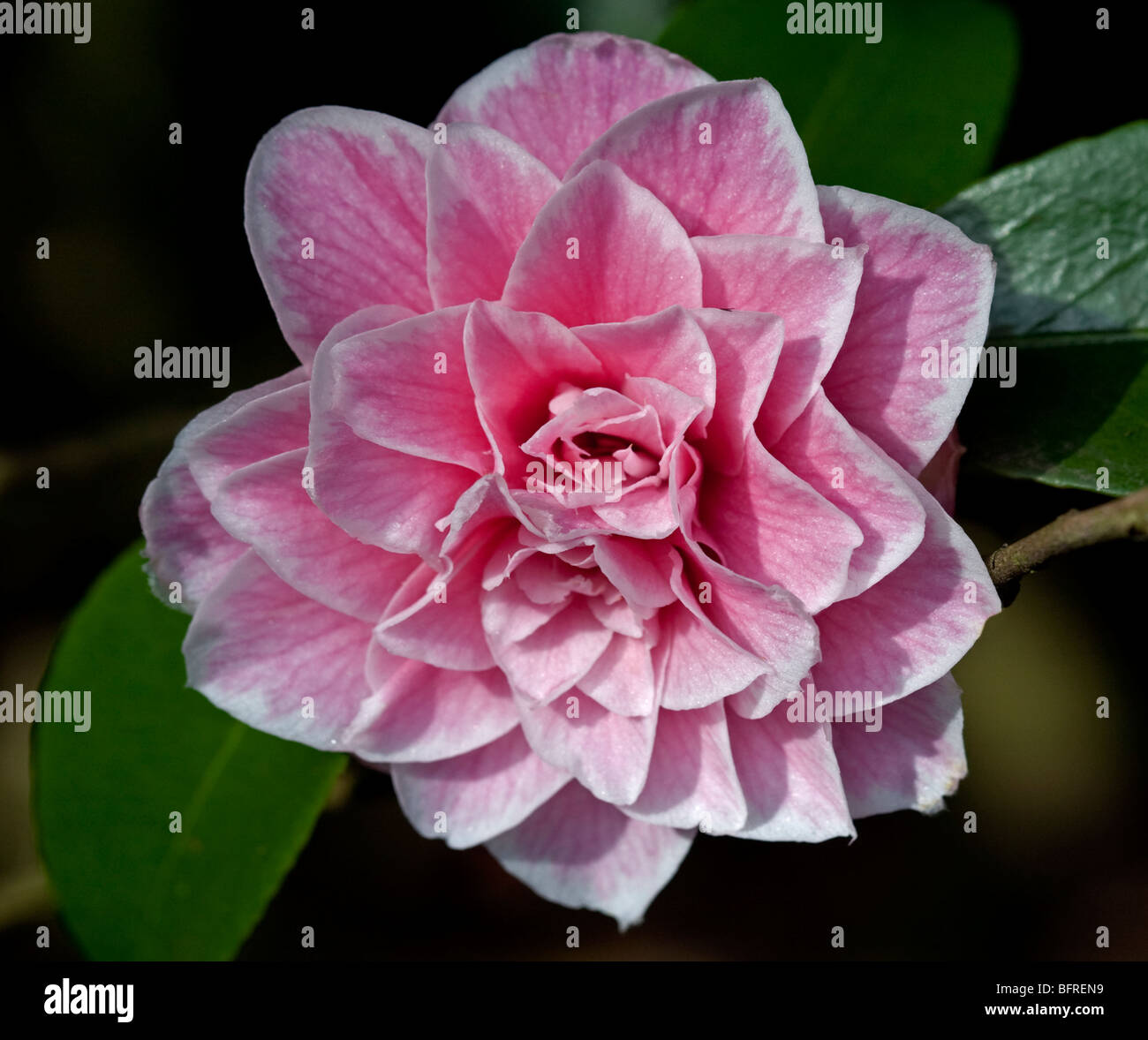Camellia Julia Dayton Banque D'Images