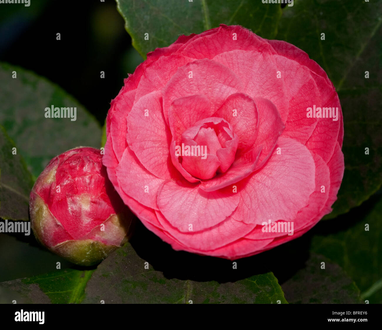 Camellia La Pace Banque D'Images