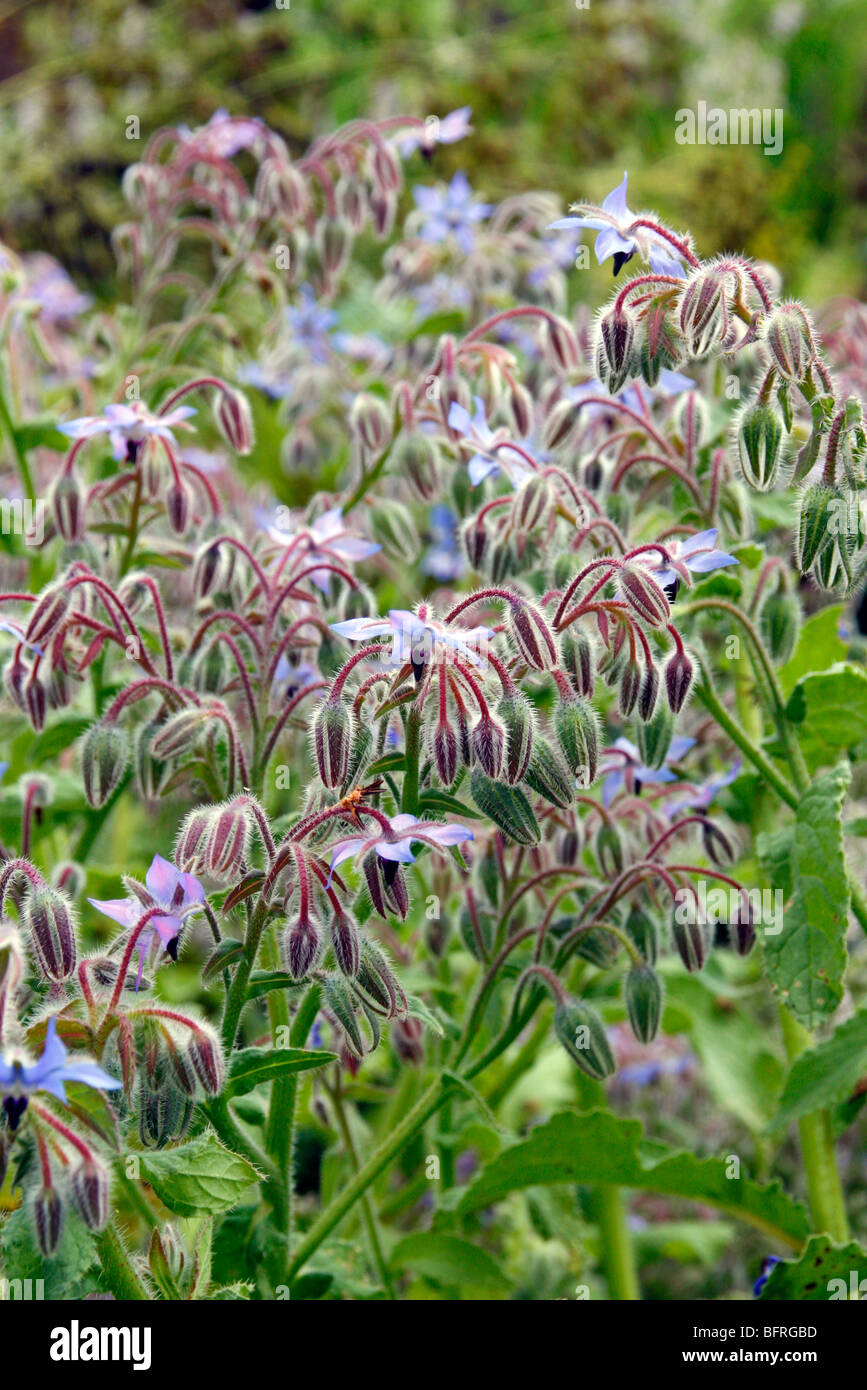 Borago officinalis bourrache - Banque D'Images