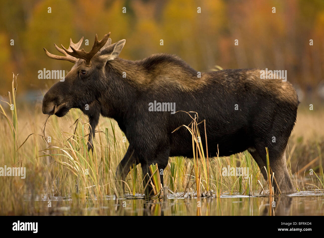 L'orignal (Alces alces) - Male - jeune taureau - Tupper Lake - montagnes Adirondack - New York - USA Banque D'Images L'orignal (Alces alces) - Male - jeune taureau - Tupper Lake - montagnes Adirondack - New York - USA Banque D'Images