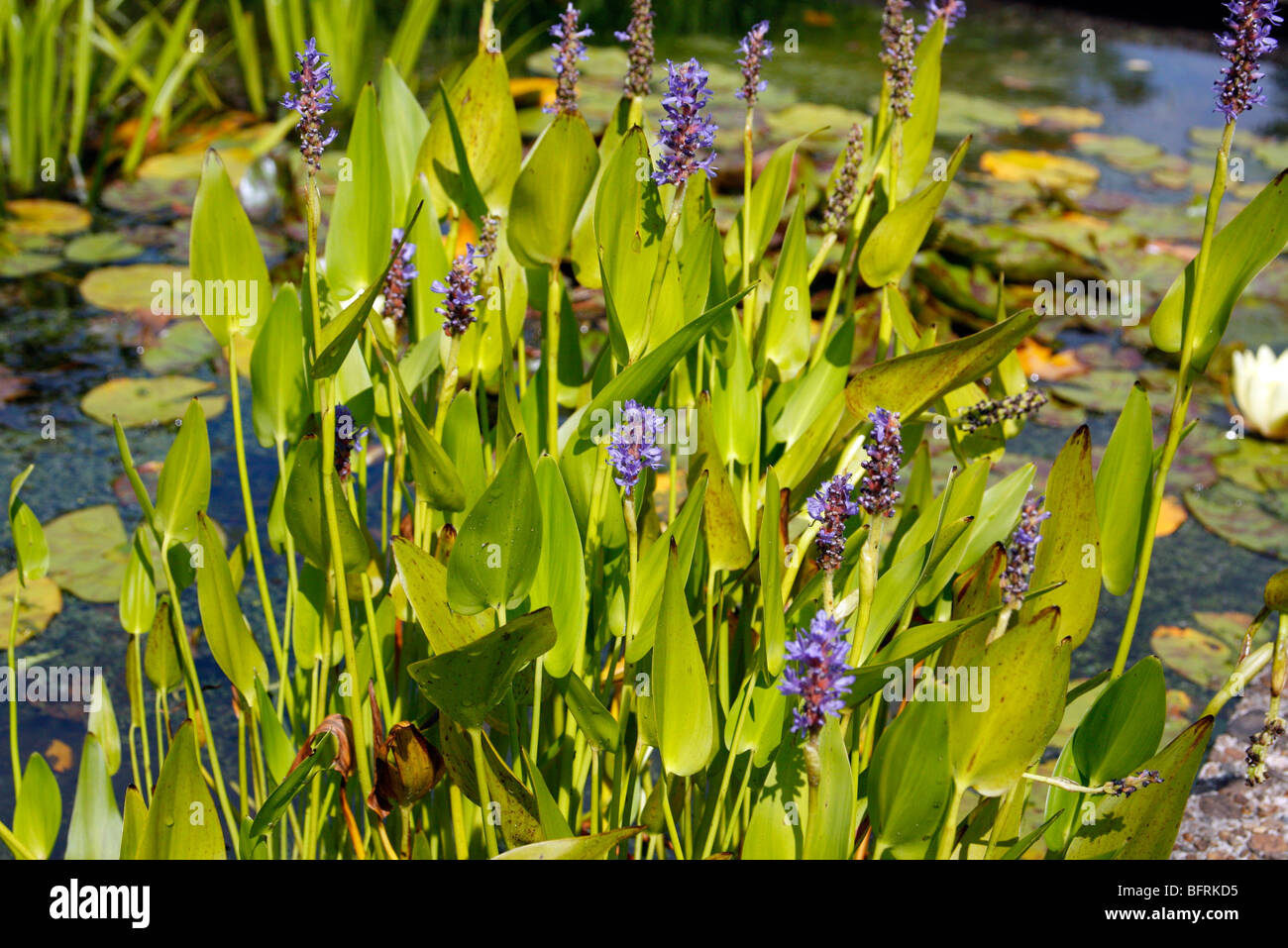 Pontederia cordata Banque D'Images