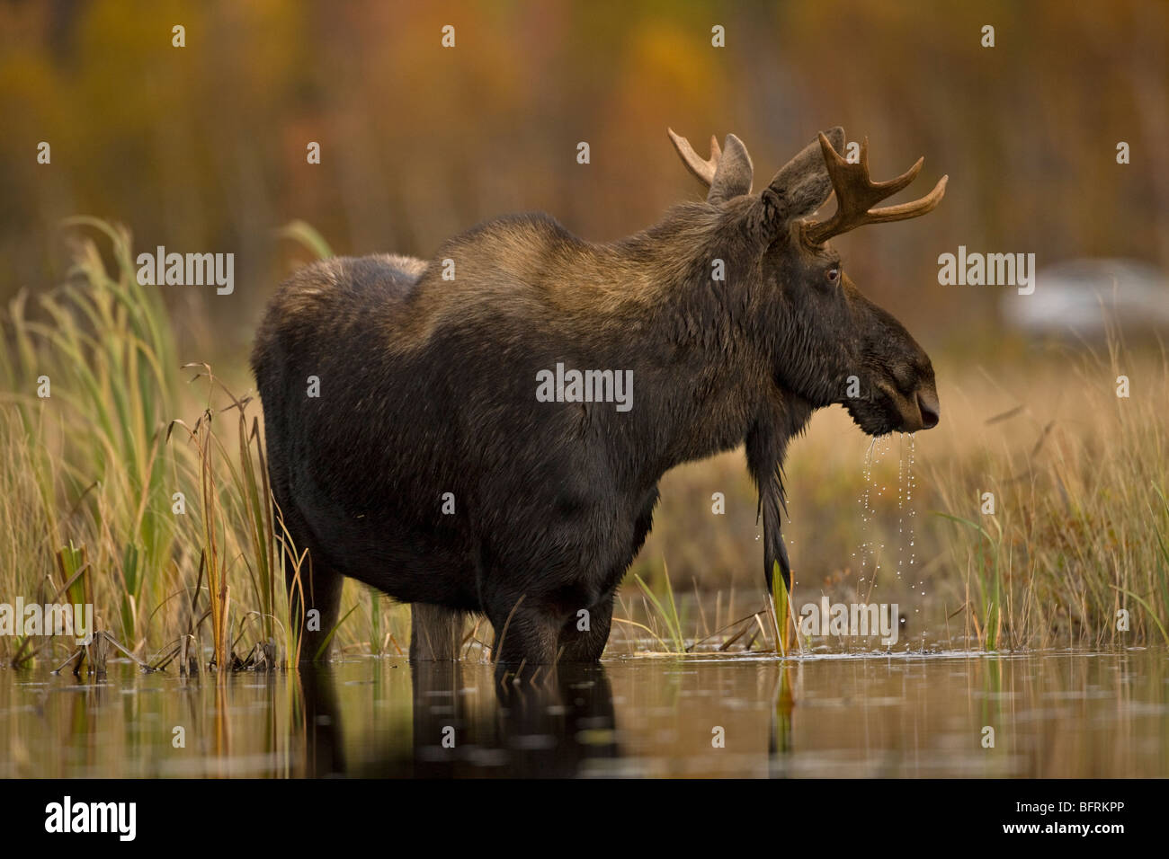 L'orignal (Alces alces) - Male - jeune taureau - Tupper Lake - montagnes Adirondack - New York - USA Banque D'Images L'orignal (Alces alces) - Male - jeune taureau - Tupper Lake - montagnes Adirondack - New York - USA Banque D'Images