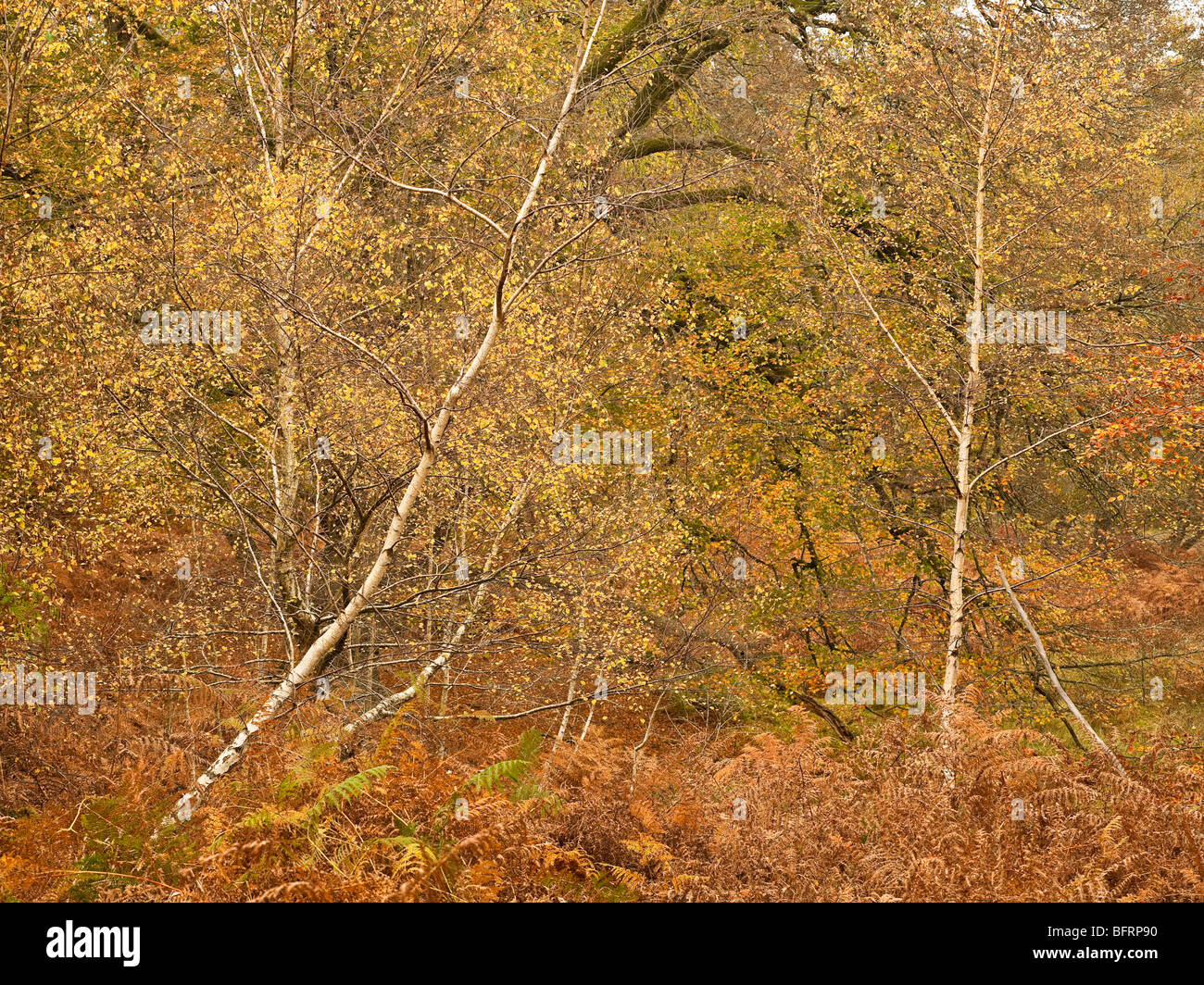 Arbre d'automne dans le bois de frêne détails marque New Forest Hampshire UK Banque D'Images
