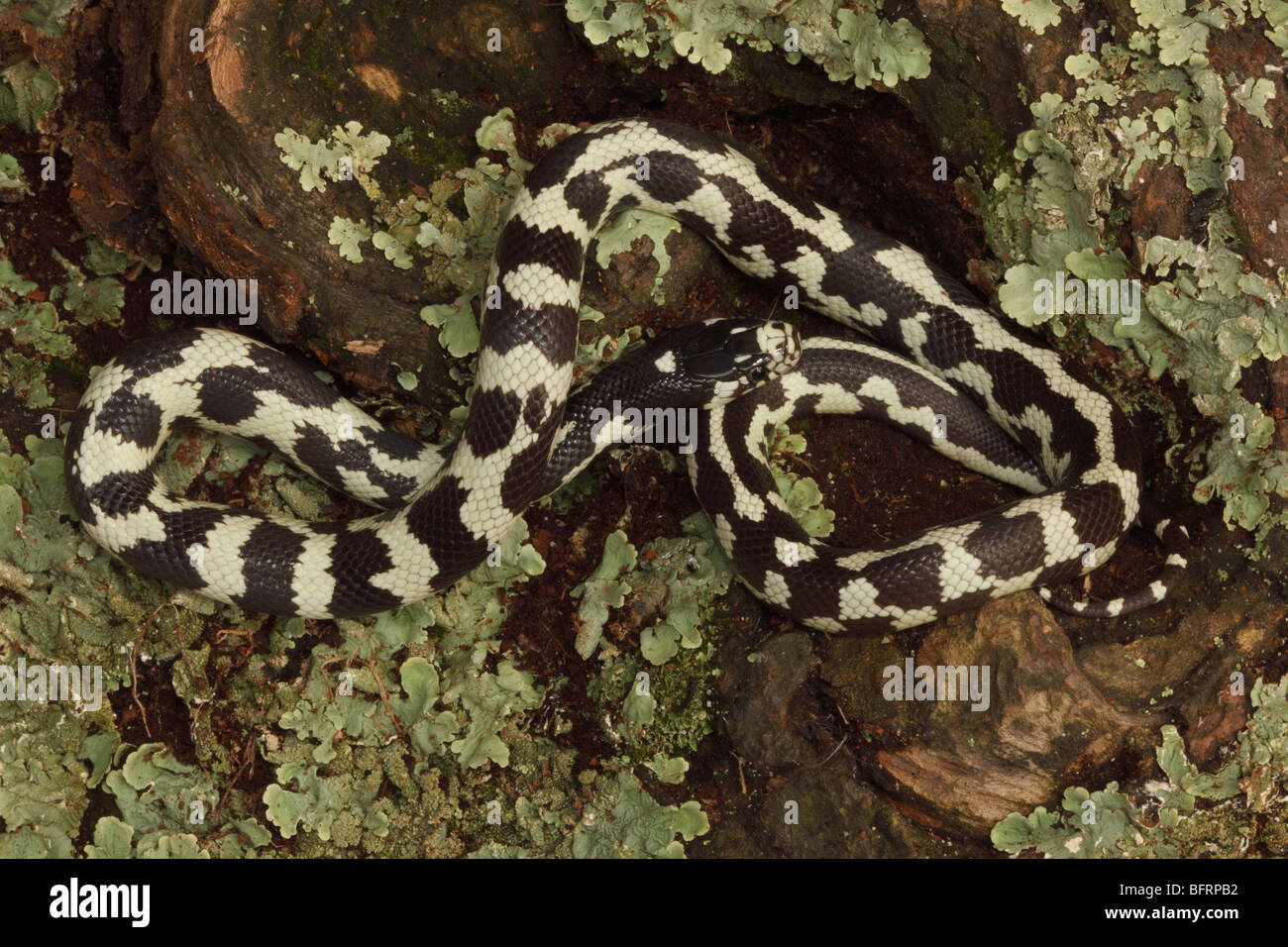 California Kingsnake (phase aberrante) (Lampropeltis getulus californiae) - USA - captifs Banque D'Images