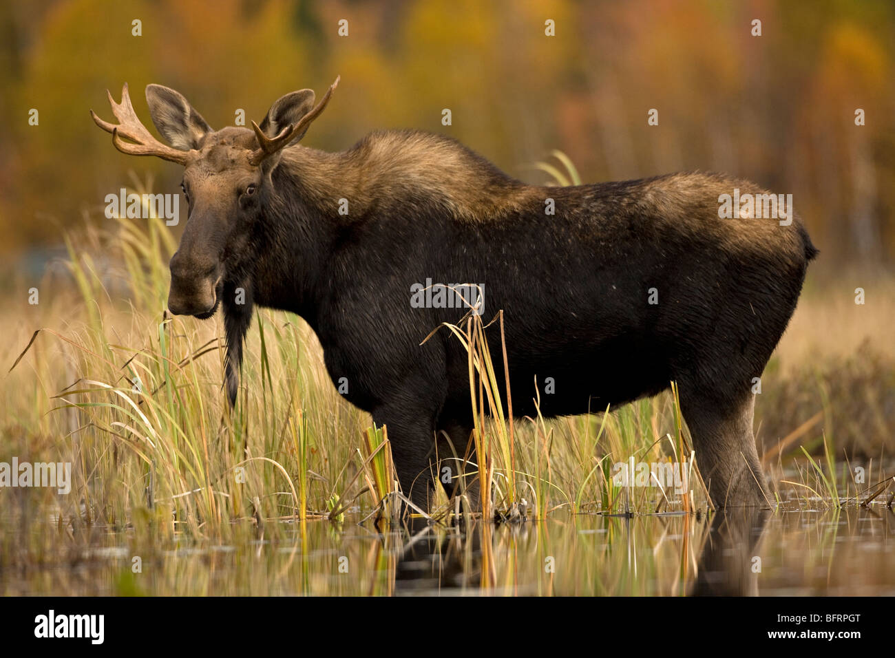 L'orignal (Alces alces) - Male - jeune taureau - Tupper Lake - montagnes Adirondack - New York - USA Banque D'Images L'orignal (Alces alces) - Male - jeune taureau - Tupper Lake - montagnes Adirondack - New York - USA Banque D'Images