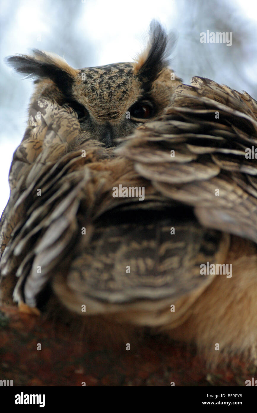 Eagle owl au lissage dans l'arbre Banque D'Images