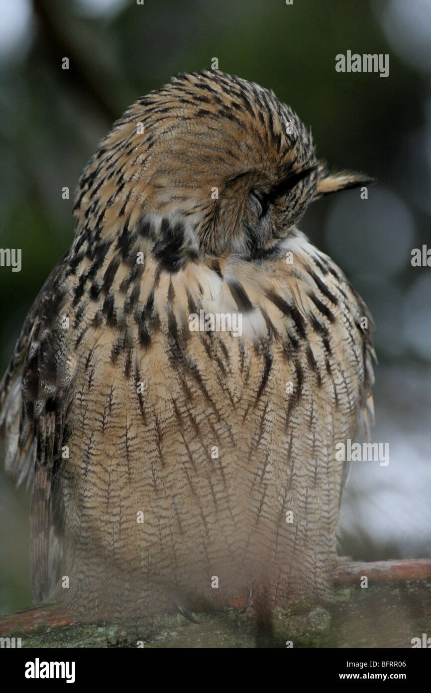 Eagle owl au lissage dans l'arbre Banque D'Images