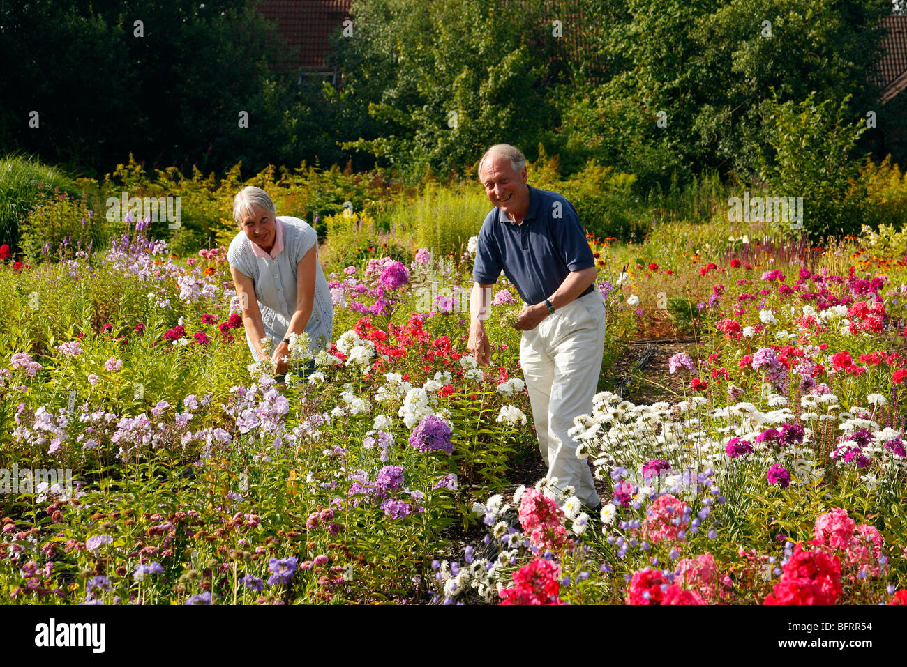 Peter et barbillon zur Linden - Phlox prééminent de sélecteurs et apporteurs d'affaires sur leur pépinière à Linne, près de Osnabruck, Allemagne Banque D'Images