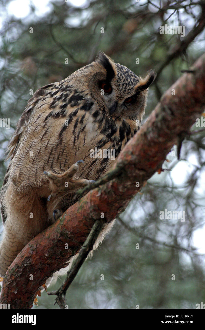 Eagle owl au lissage dans l'arbre Banque D'Images