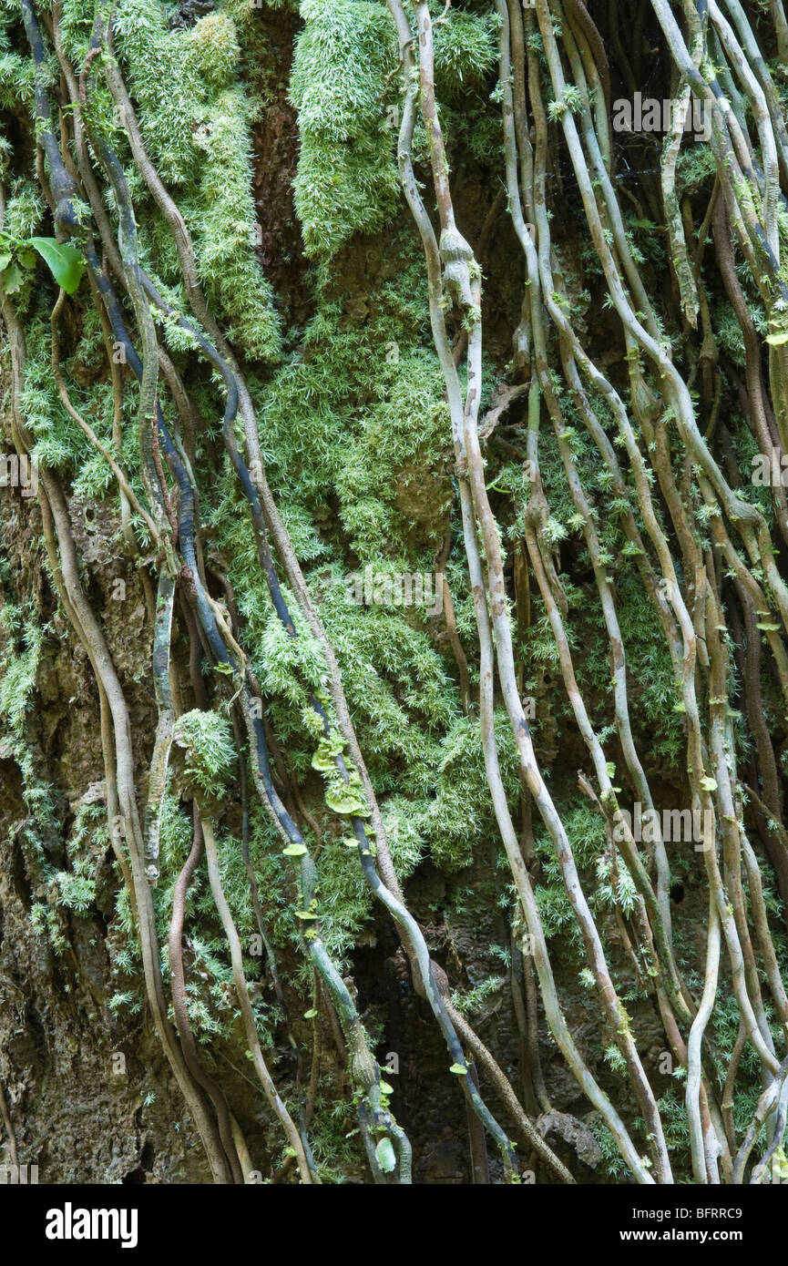 Climber vigne utilisé en Guyane pour la fabrication de meubles Programme  Iwokrama Rainforest Bouclier de Guyane Guyane Amérique du Sud Octobre Photo  Stock - Alamy