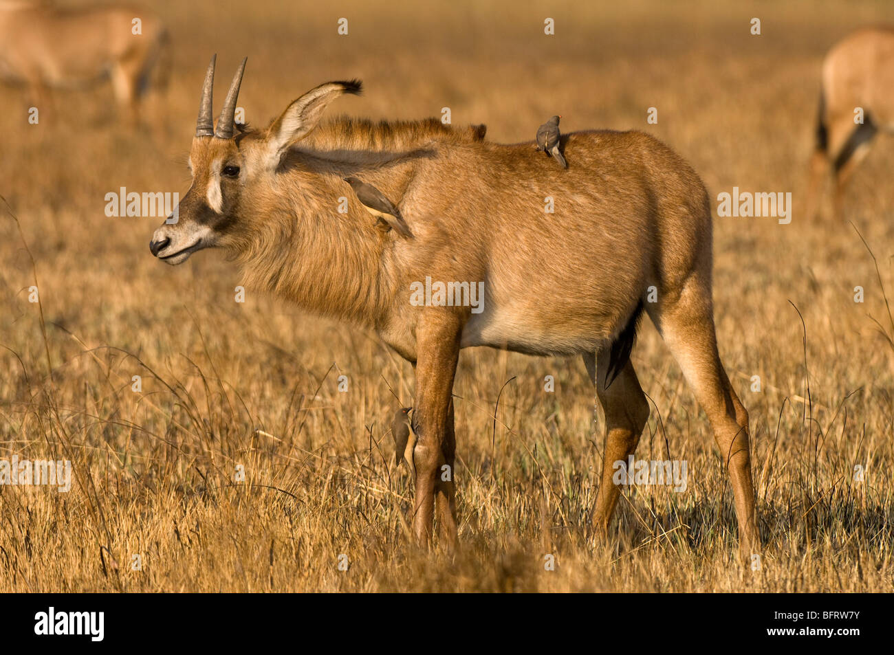 L'antilope rouanne, Busanga Plains, Kafue National Park, Zambie. Banque D'Images
