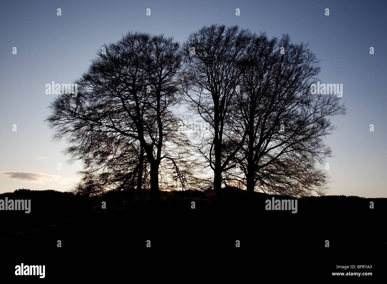 La silhouette des arbres contre un ciel d'hiver près de près de Sawrey, Hawkshead, Lake District, Cumbria Banque D'Images