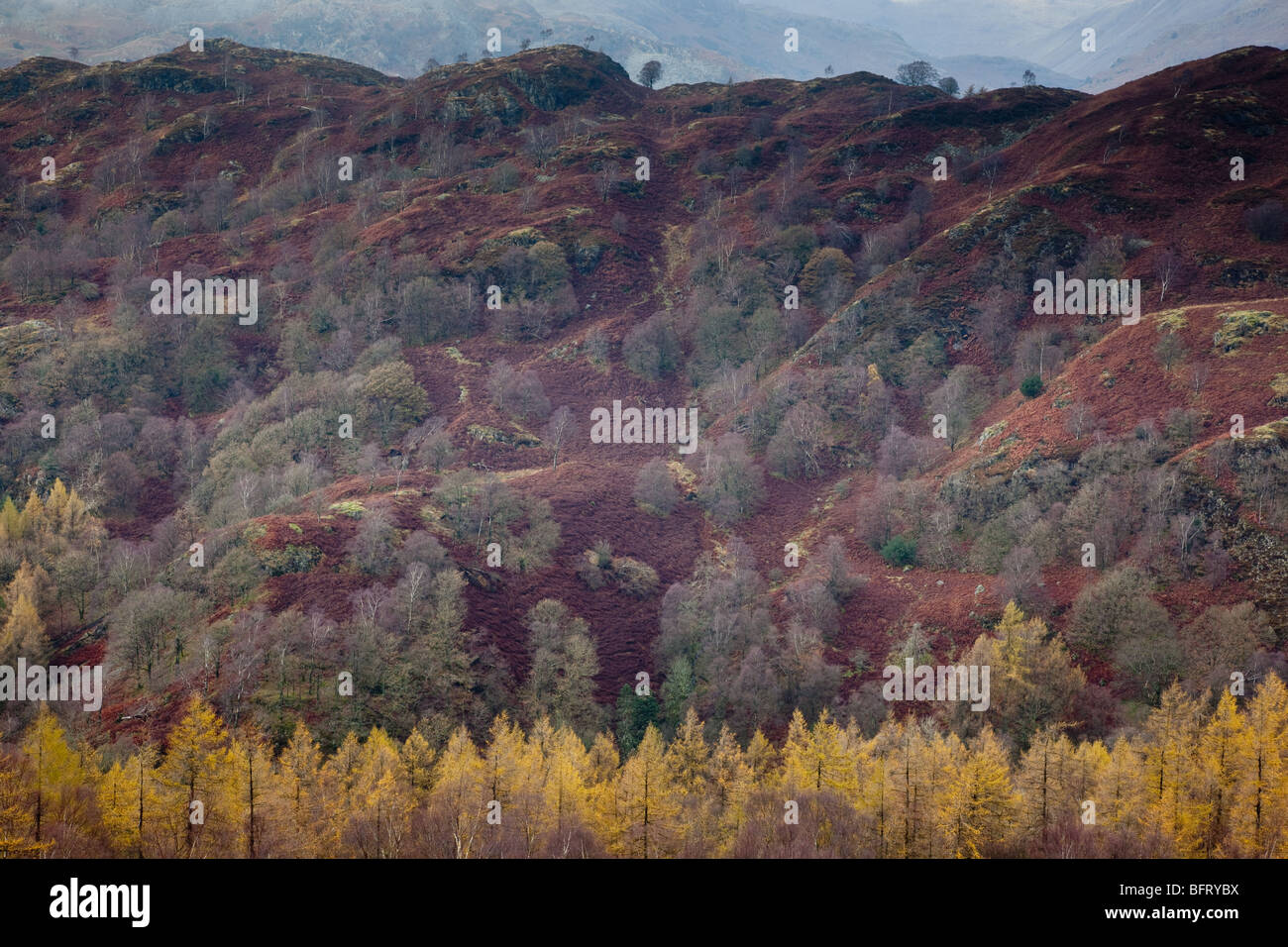 Des mélèzes et des arbres sur les collines recouvertes de fougères Furness près de Tom Heights, près de Coniston, Lake District, Cumbria Banque D'Images