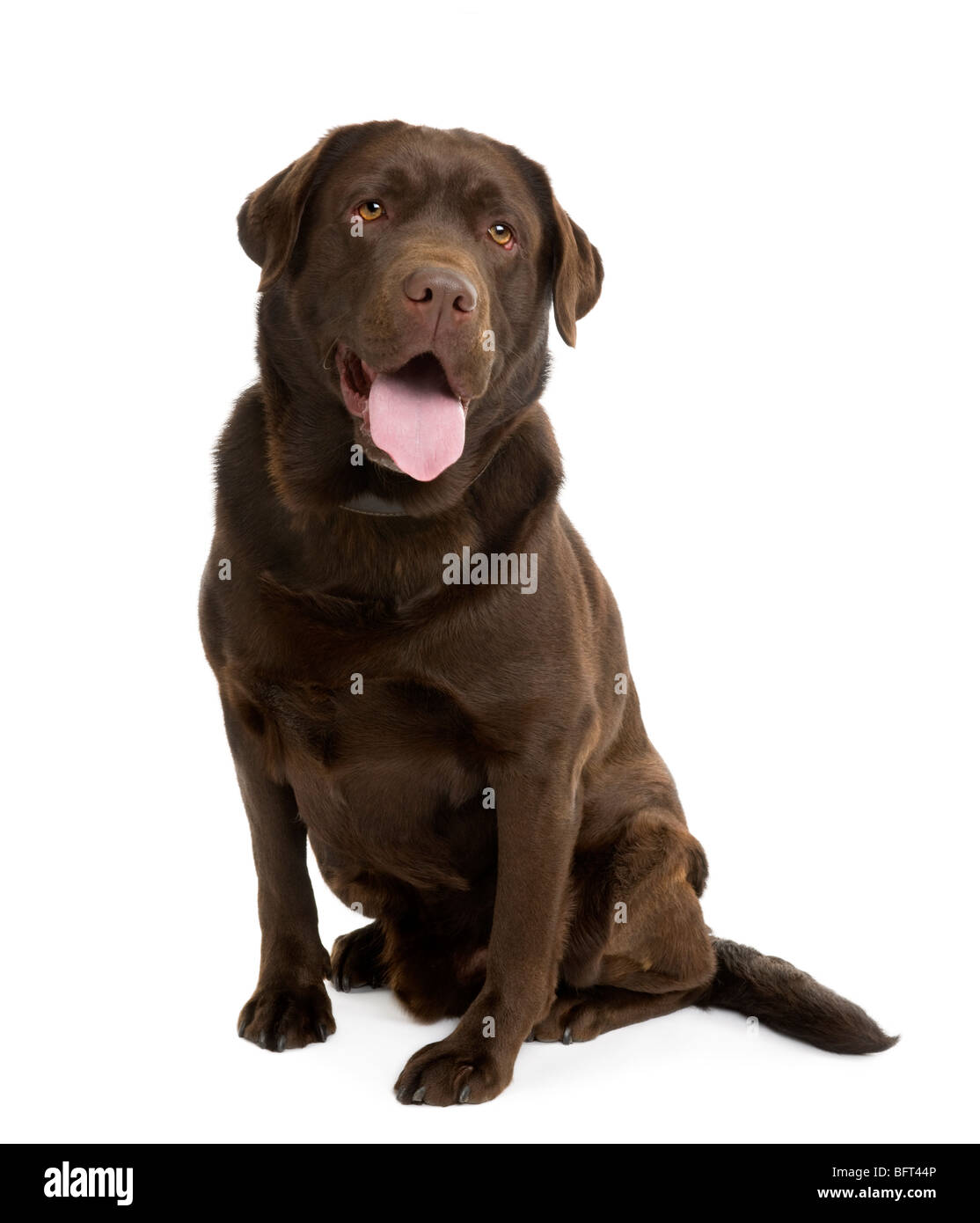 Labrador Chocolat, 4 ans, assis devant un fond blanc, studio shot Banque D'Images Labrador Chocolat, 4 ans, assis devant un fond blanc, studio shot Banque D'Images