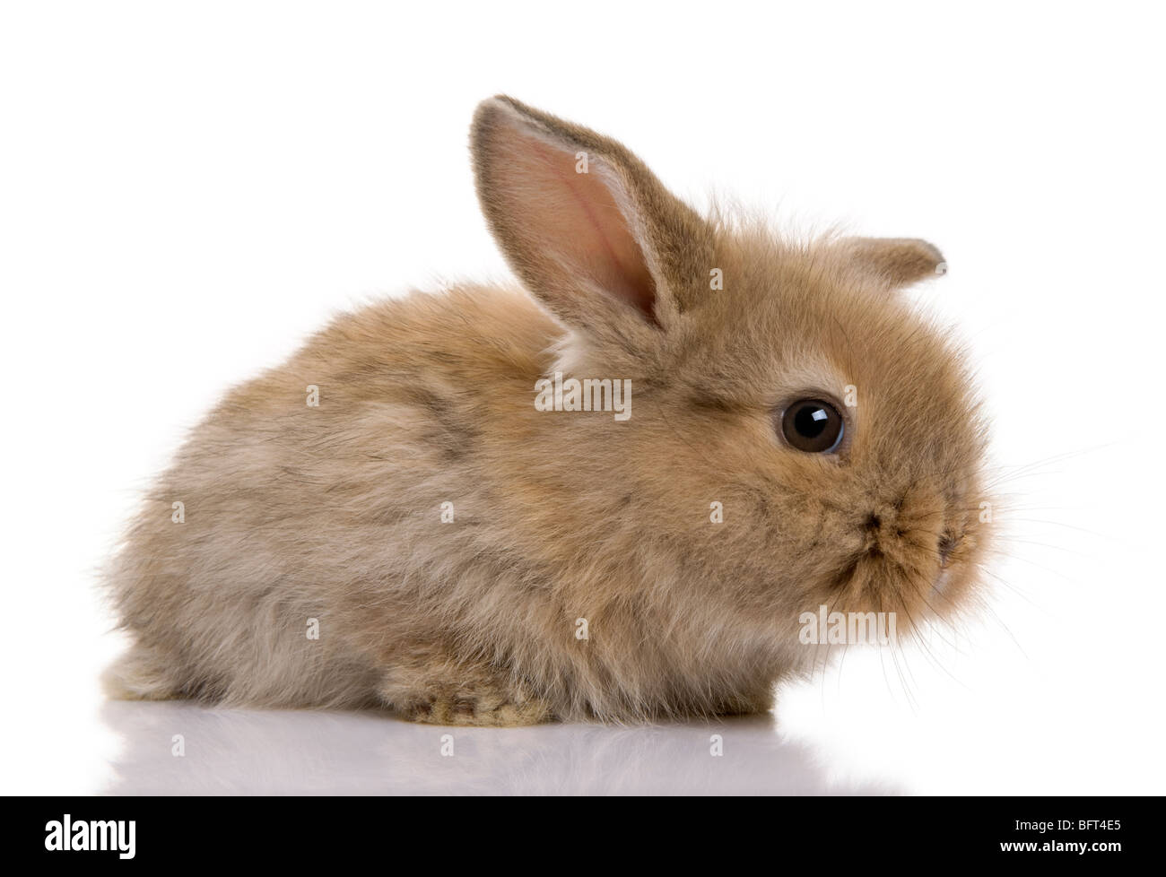 Bebe Lapin Trop Mignon Banque D Image Et Photos Alamy