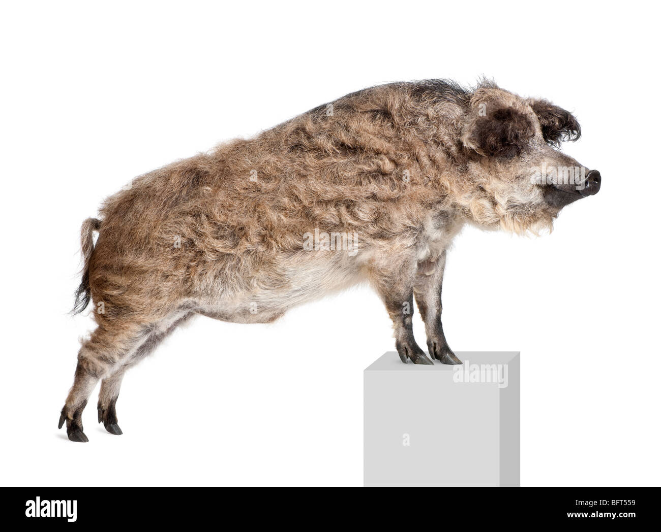 Mangalitsa ou curly-porc cheveux debout sur socle in front of white background, studio shot Banque D'Images