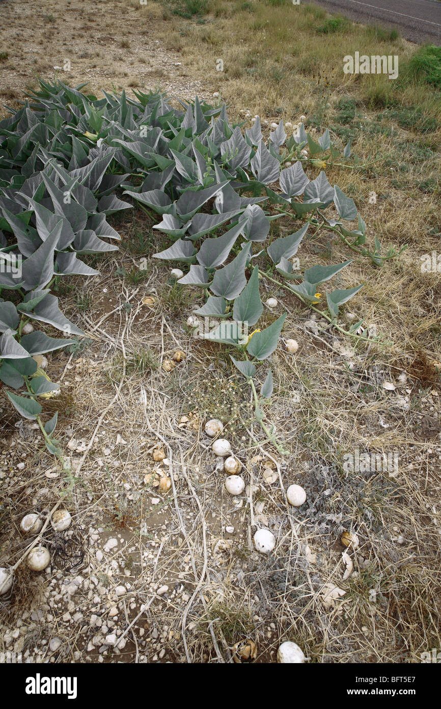 Close-up de plantes du désert, Presidio, Texas, États-Unis Banque D'Images