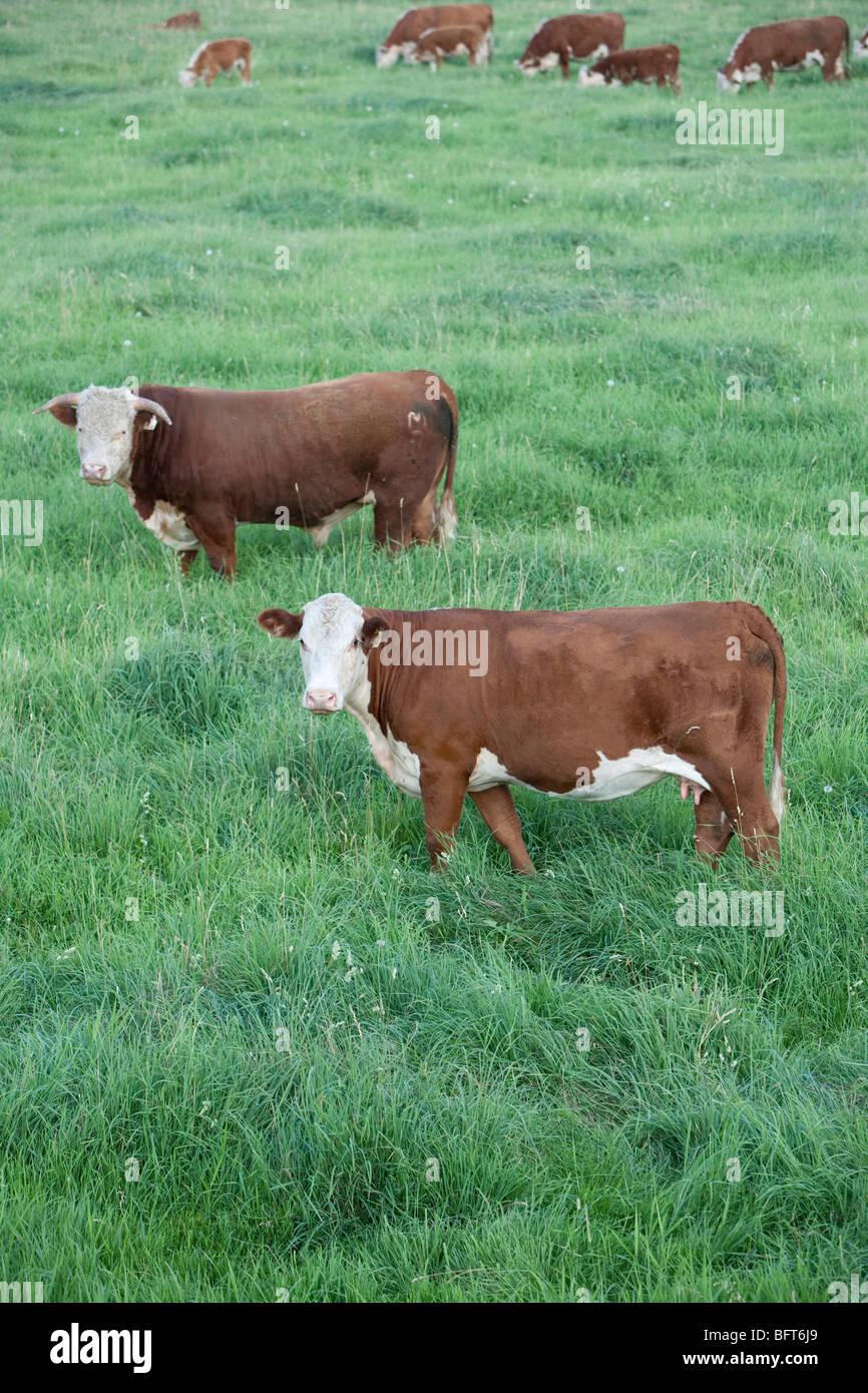 Vaches dans un champ Banque D'Images