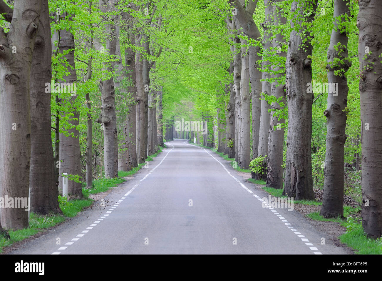 Route bordée d'arbres, Pays-Bas Banque D'Images