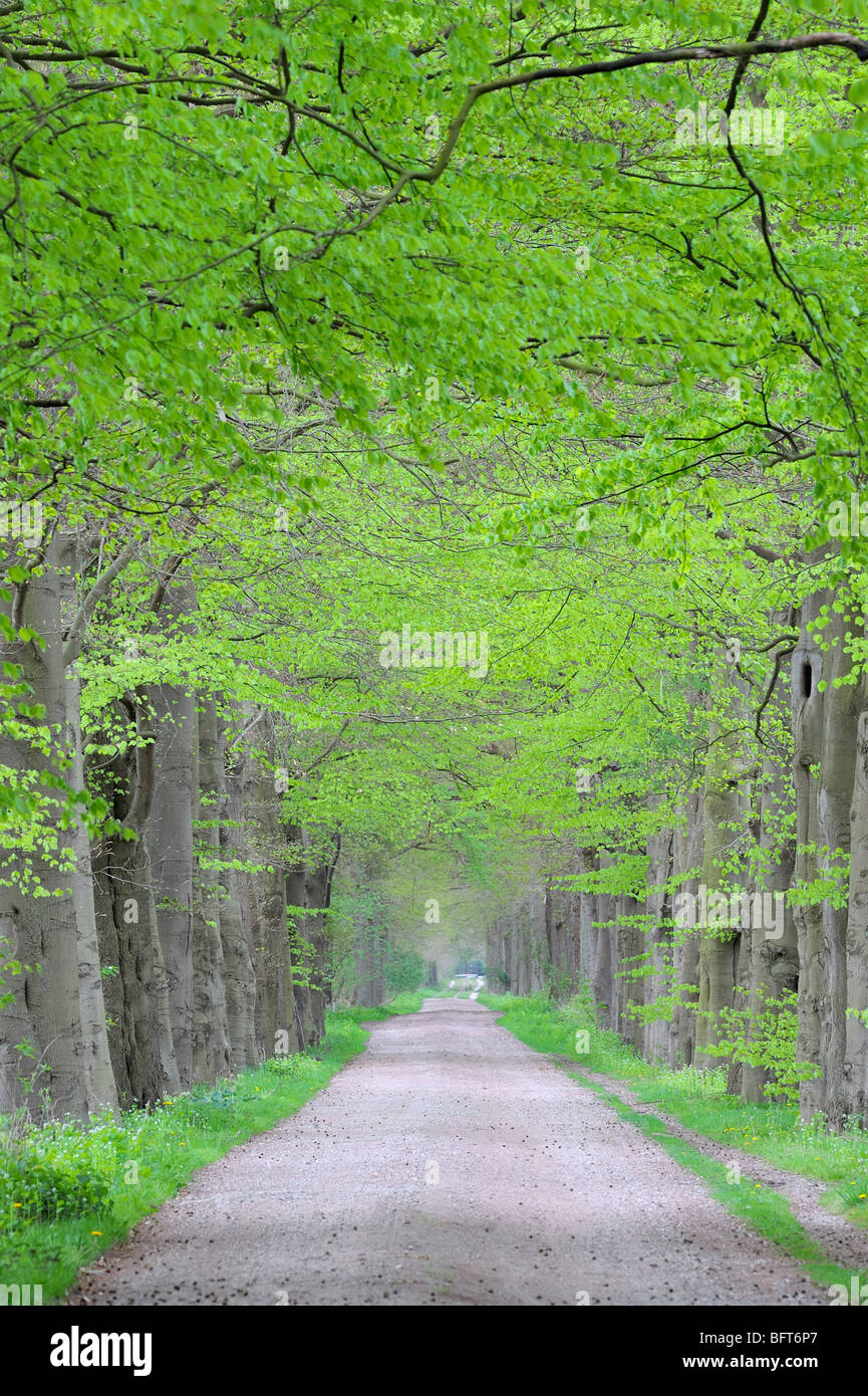 Chemin bordé d'arbres, Pays-Bas Banque D'Images