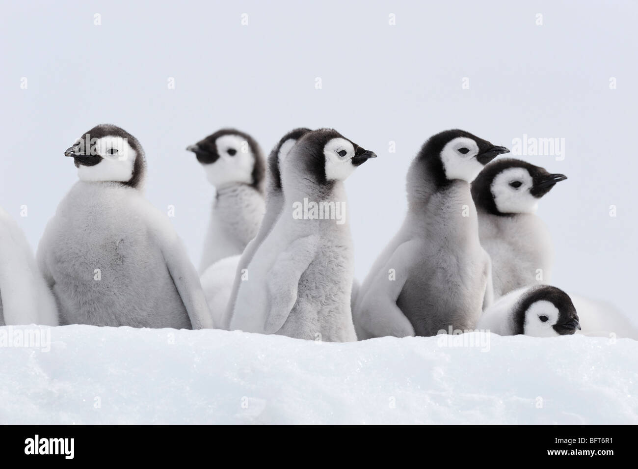 1 Fluffy Mignon Bebe Manchot Empereur Profil Chiches Close Up Randonnee Pedestre Sur Neige Le Contact Oculaire Des Colonies D Oiseaux De L Antarctique Photo Stock Alamy