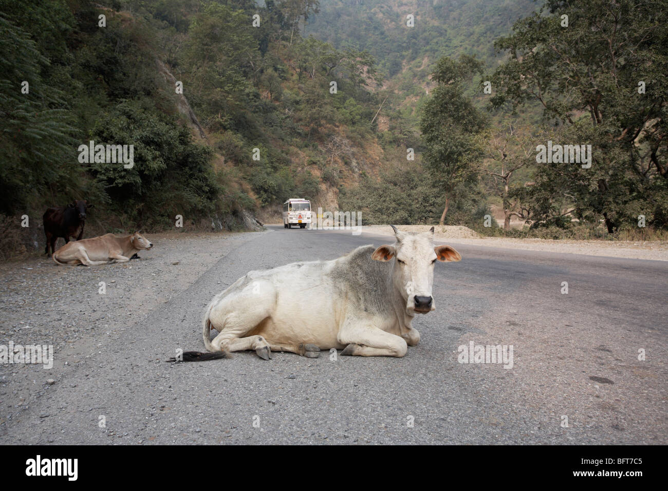 Les vaches se trouvant sur la route de Rishikesh, Uttarakhand, Inde Banque D'Images