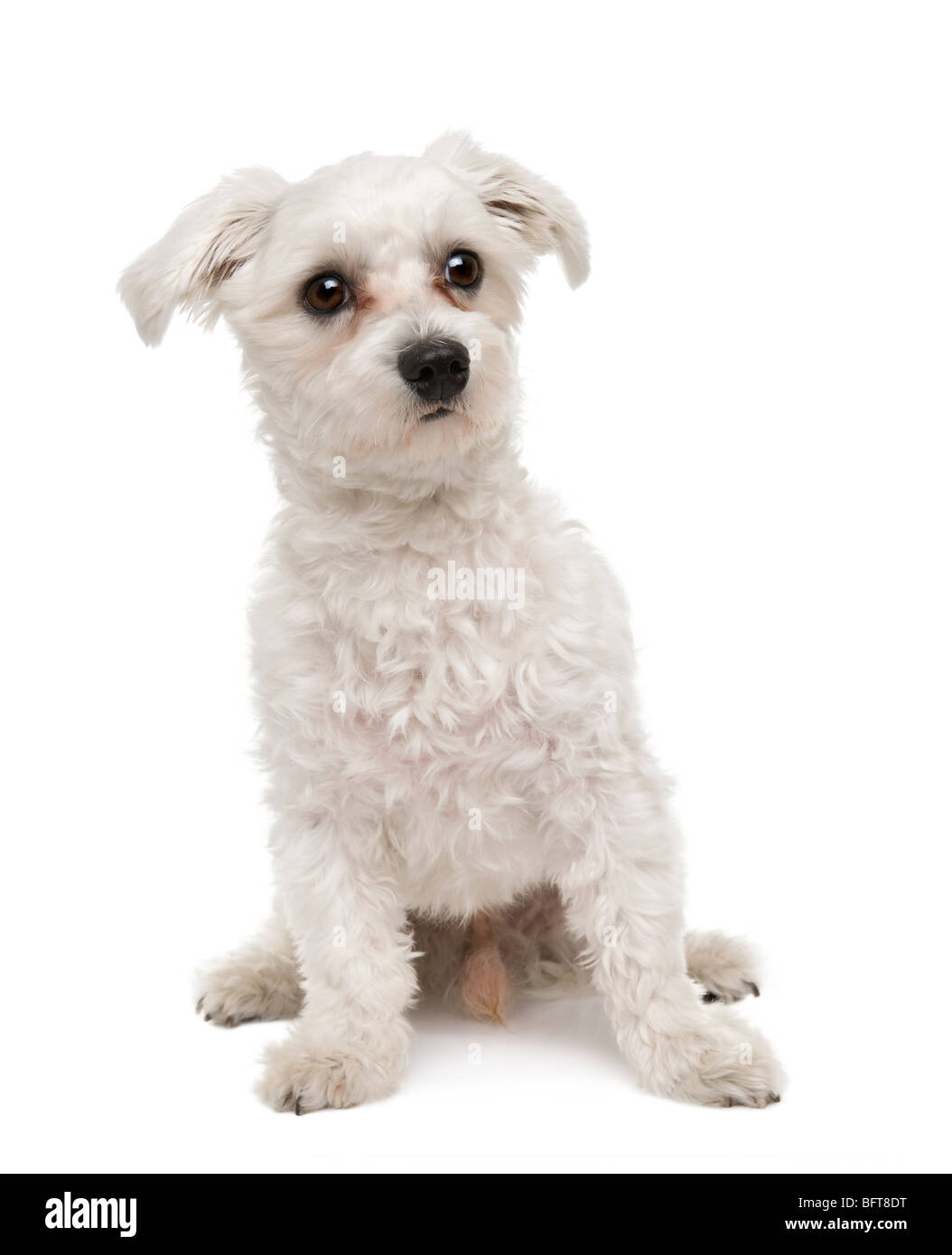 Maltese dog, 1 ans, assis devant un fond blanc, studio shot Banque D'Images