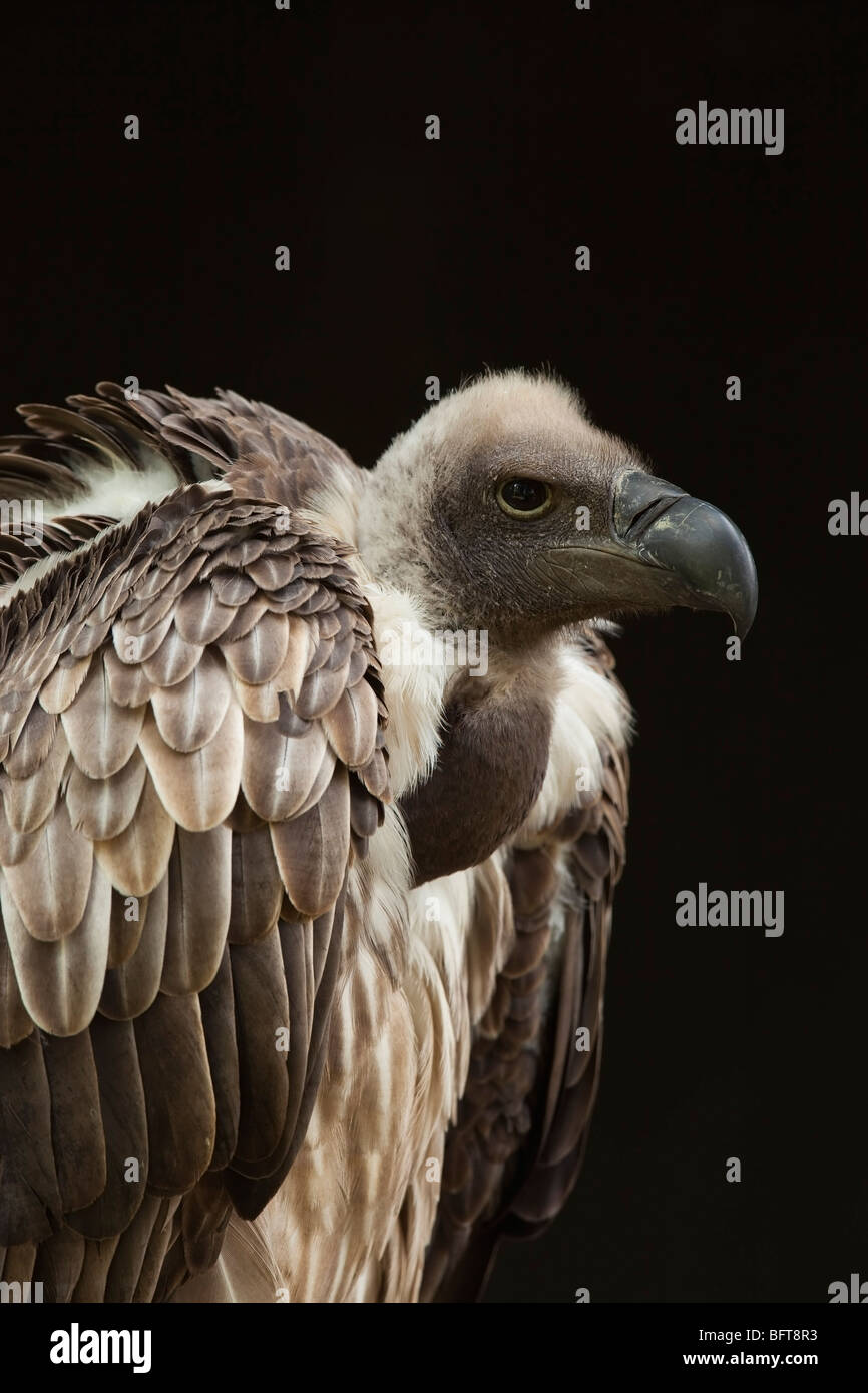 Portrait of African Vulture White-Backed Banque D'Images