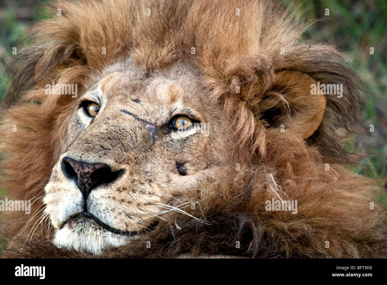 Close-up of lion mâle montrant effrayé visage et yeux perçants lumineux Banque D'Images