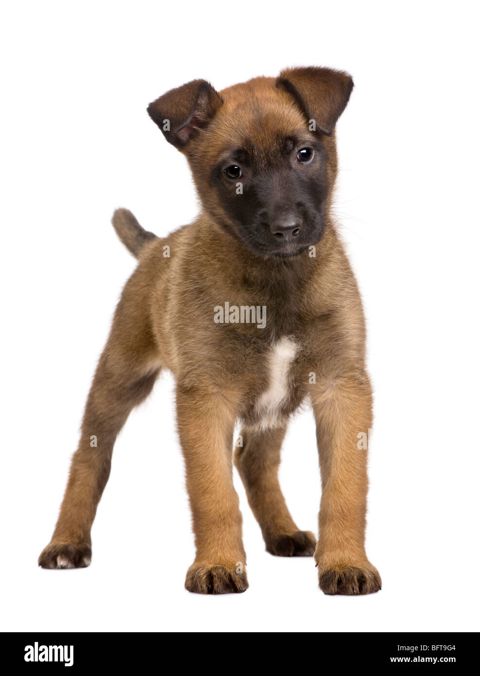 Chien de Berger Belge, 7 semaines, debout devant un fond blanc Banque D'Images