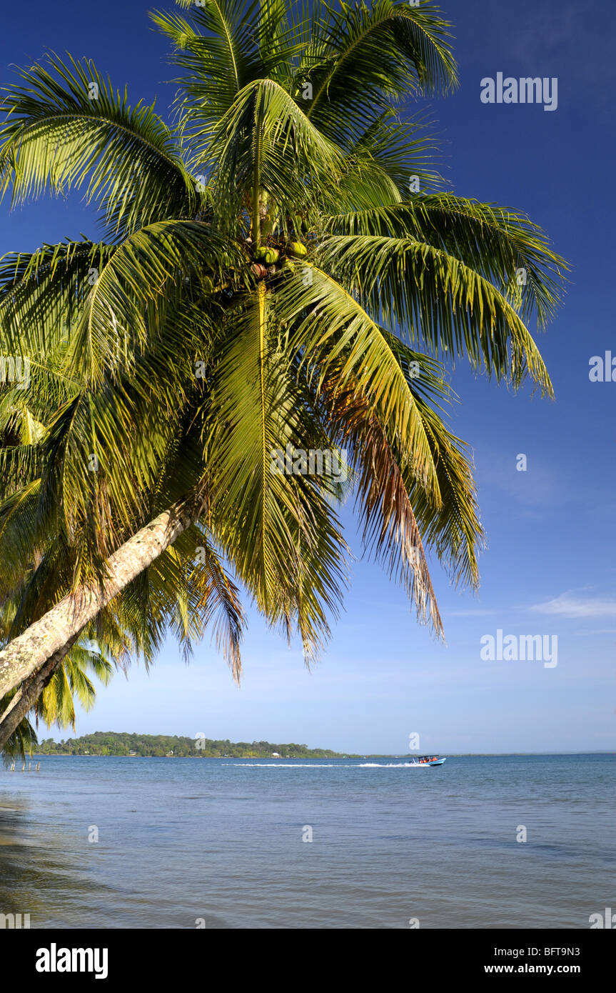 Palmier sur l'île de Carenero près de Bocas Del Toro Panama Banque D'Images