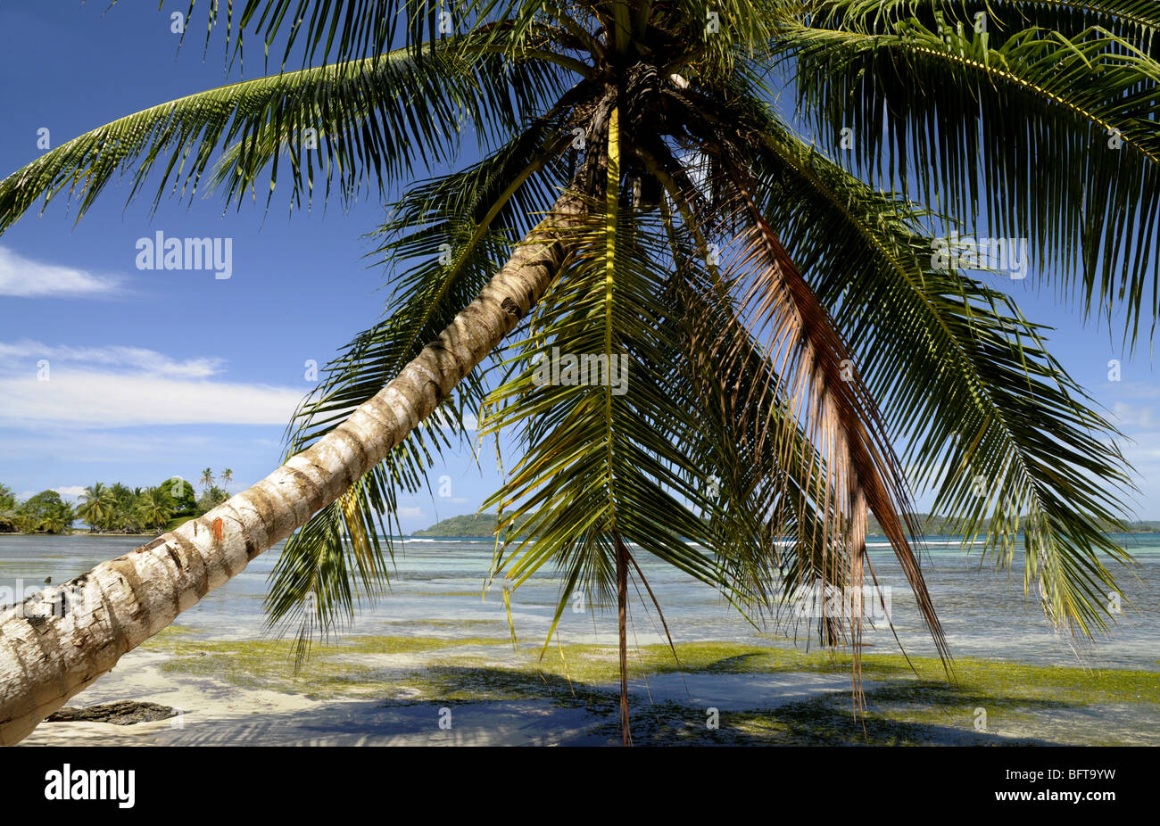 Palmier sur l'île de Carenero près de Bocas Del Toro Panama Banque D'Images