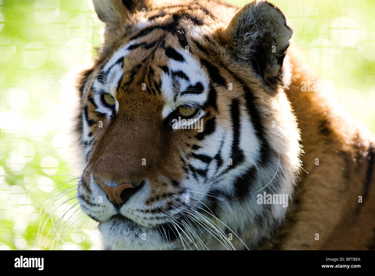 Un tigre mâle, une espèce en voie de disparition, au zoo de Whipsnade au Royaume-Uni Banque D'Images