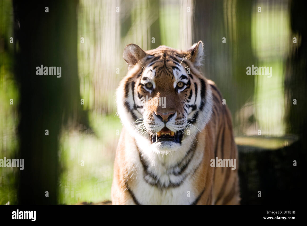 Un tigre mâle, une espèce en voie de disparition, au zoo de Whipsnade au Royaume-Uni Banque D'Images