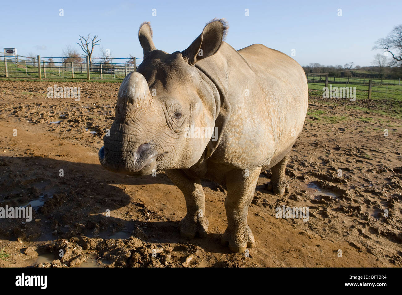 Plus d'un rhinocéros indien Cornu dans son stylo au zoo de Whipsnade au Royaume-Uni Banque D'Images