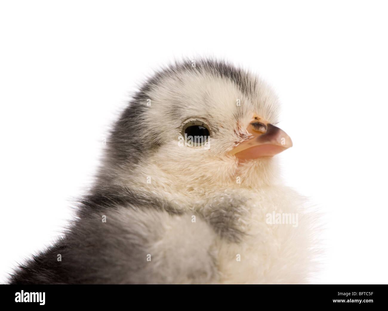 Chick, 2 jours, in front of white background, studio shot Banque D'Images