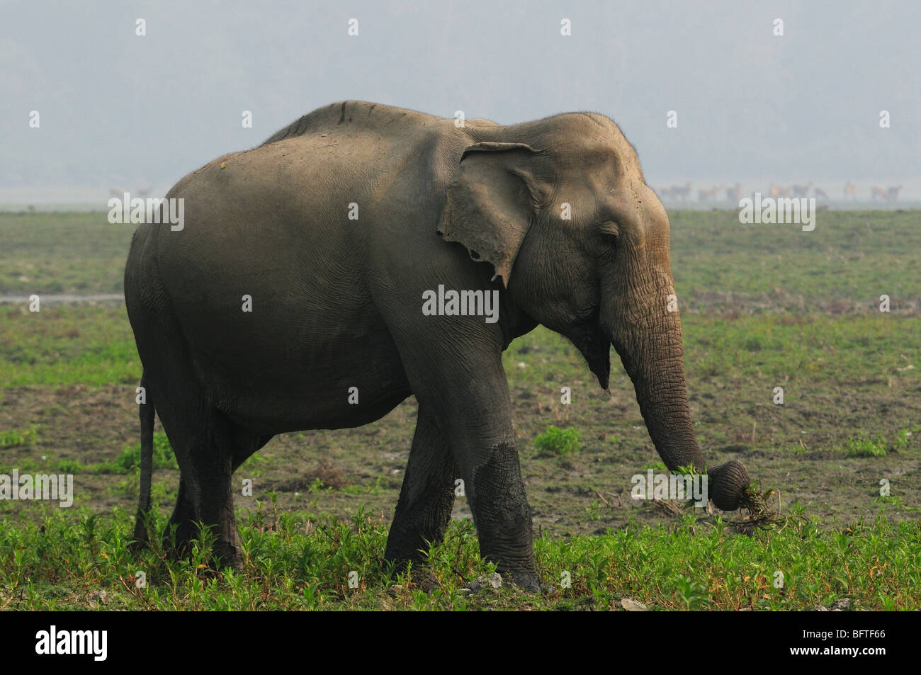 Éléphant indien Banque D'Images