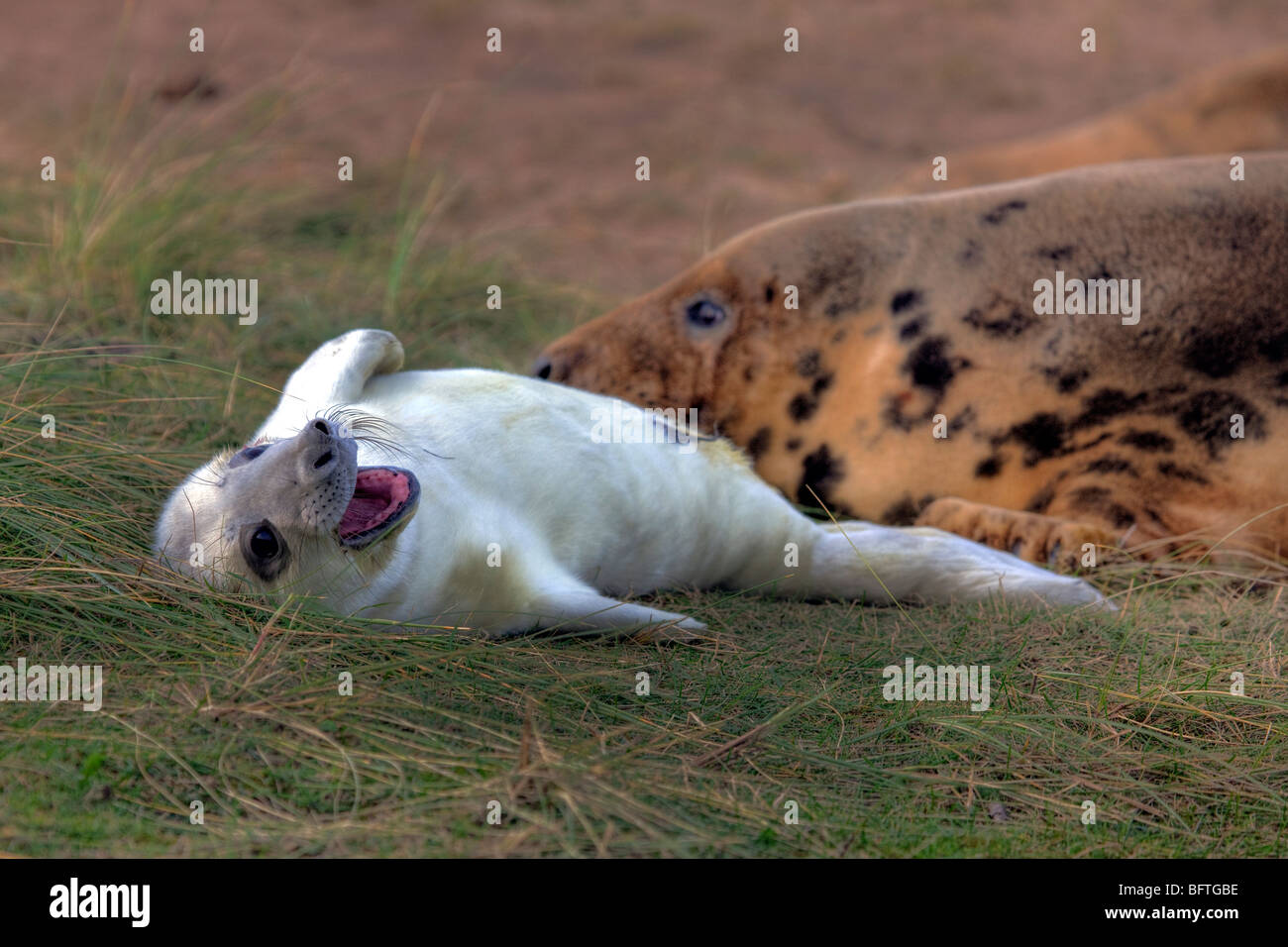 Donna Nook, Lincolnshire, phoques gris, la mère et l'alimentation des petits, jouer, dans les dunes de sable. très mignon adorable droit Banque D'Images