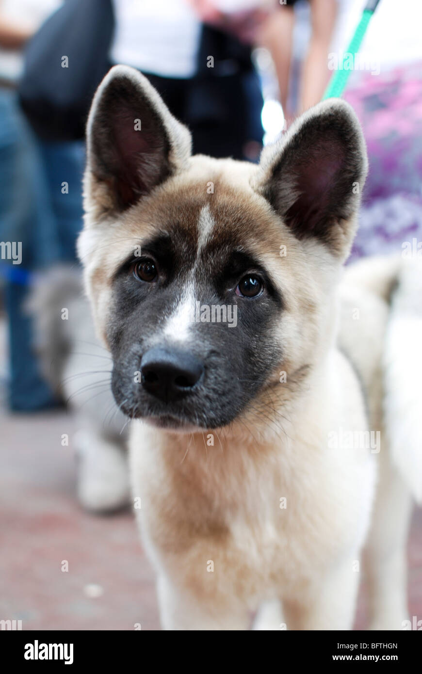 Akita Américain Un Chiot De Race De Chien De La Région