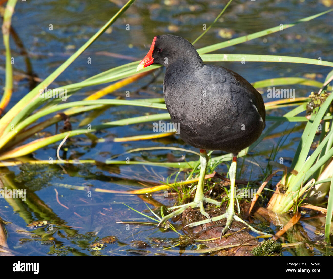 Floride Gallinule, Chestnut Park, Tarpon Springs, Floride Banque D'Images