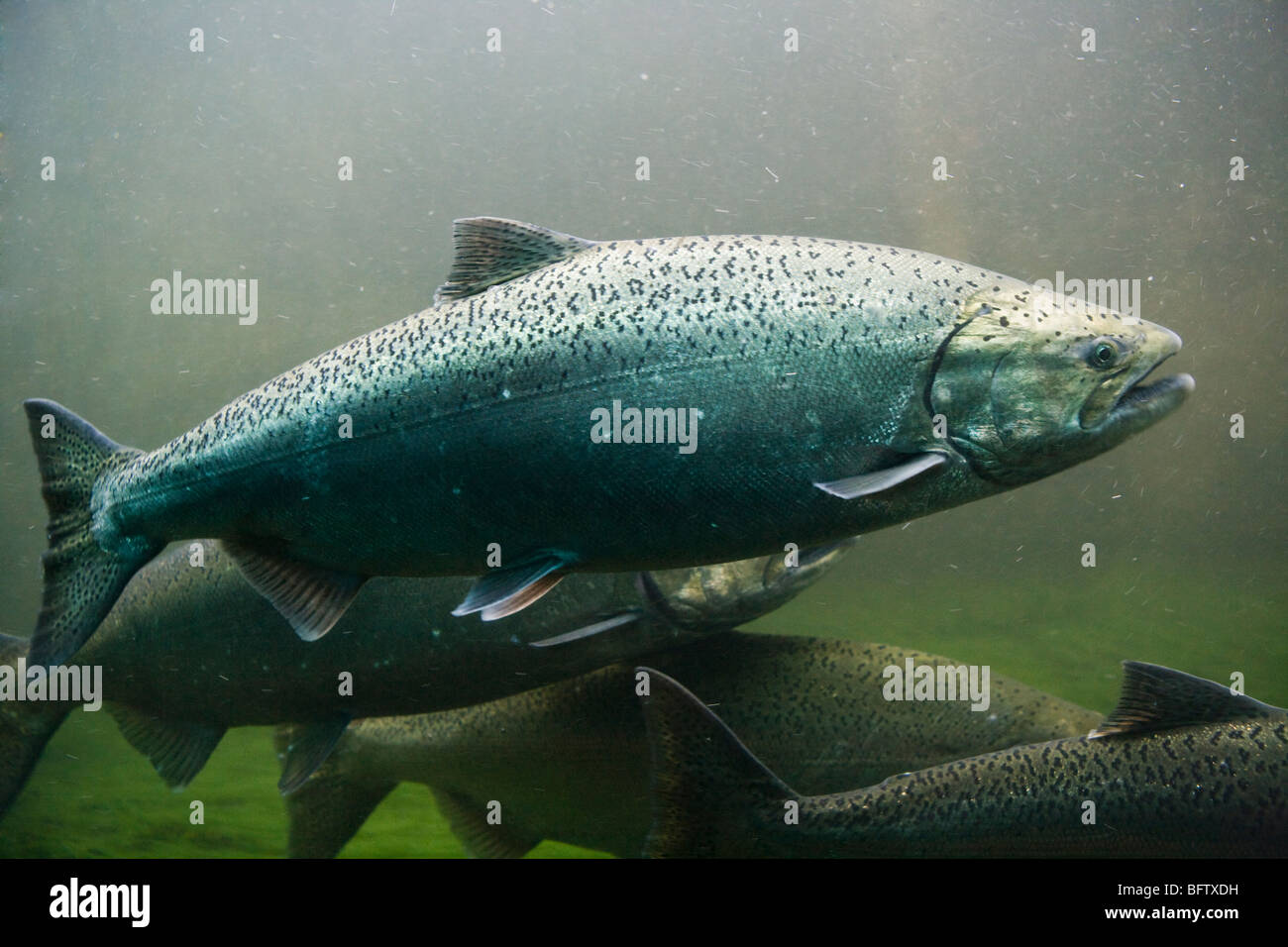 La truite arc-en-ciel et le saumon quinnat vu éclairage sous-marin jusqu'à l'échelle à poissons l'Hiram M. Chittenden Locks à Seattle, Washington Banque D'Images