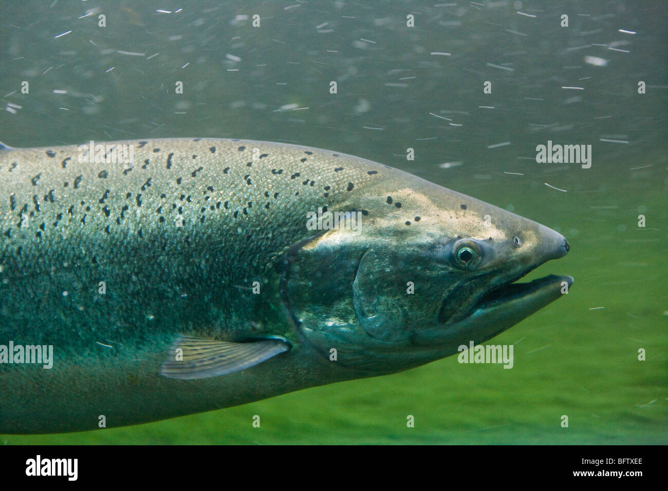Le saumon quinnat vu éclairage sous-marin jusqu'à l'échelle à poissons l'Hiram M. Chittenden Locks à Seattle, Washington, USA. Banque D'Images