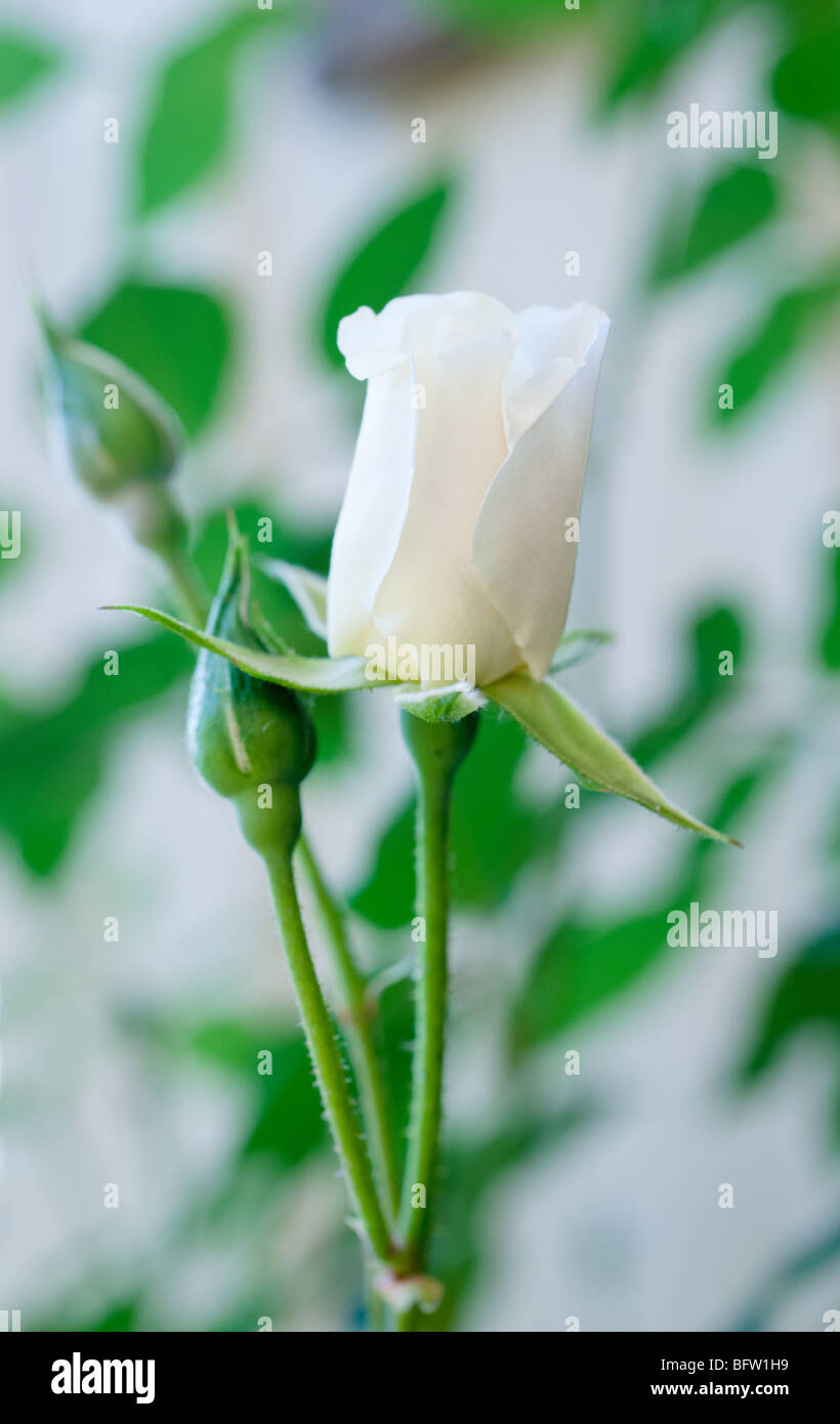 Single white rose dans le jardin Banque D'Images