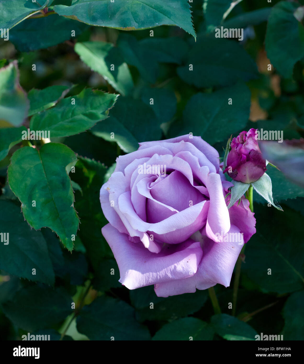 Une seule belle rose pourpre dans le jardin Banque D'Images