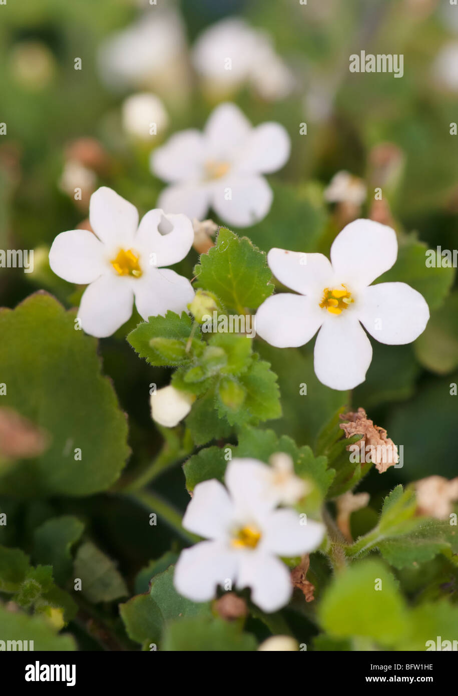 Petites fleurs blanches font une grande toile de printemps Banque D'Images