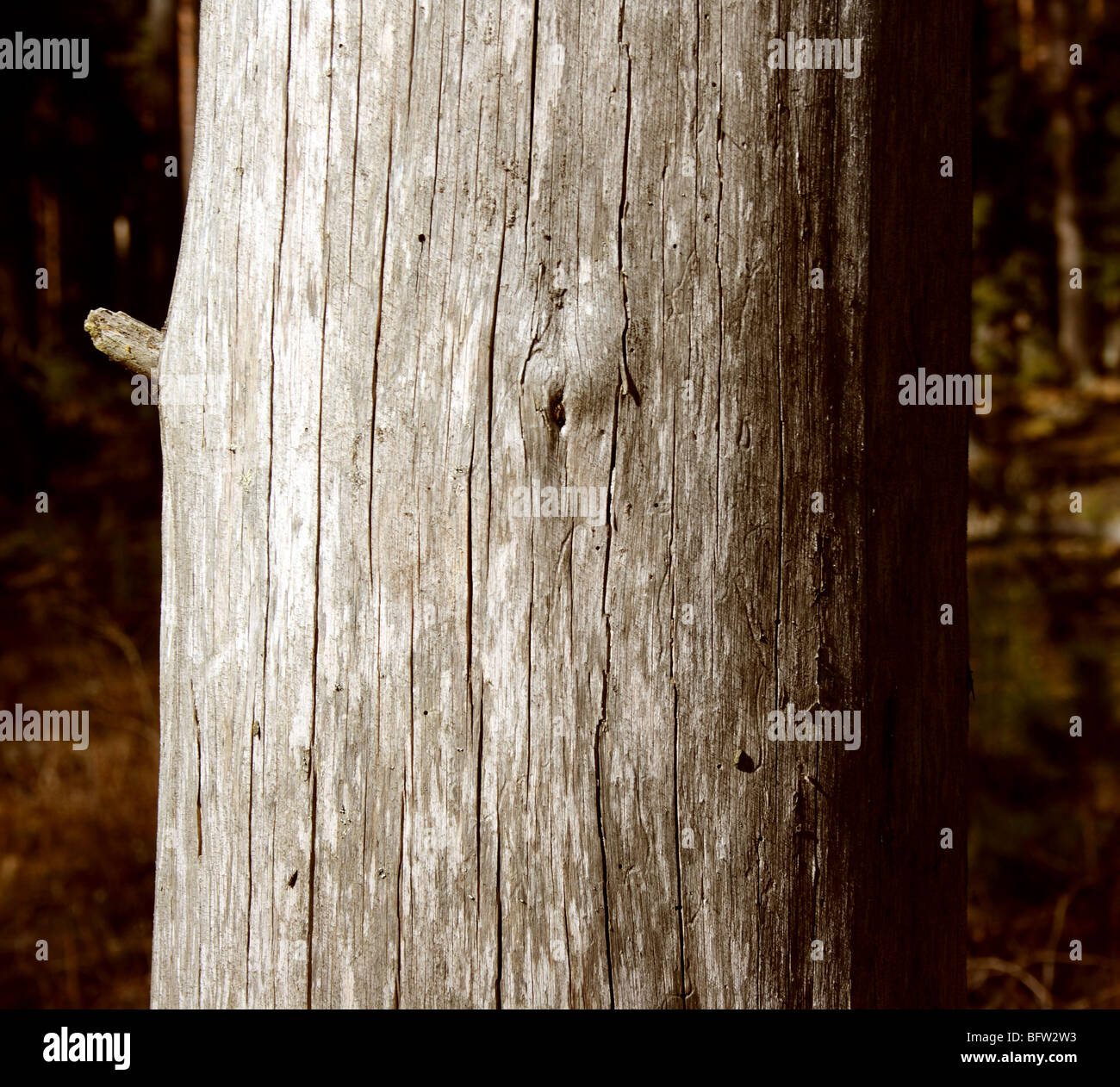 Vieil arbre avec un grand nombre de fissures Banque D'Images