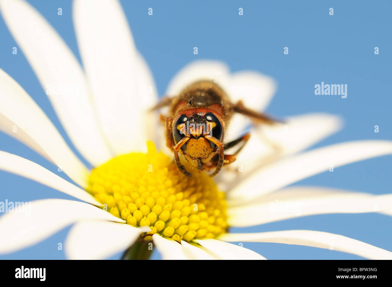 Close up de hornet assis sur la Marguerite Banque D'Images